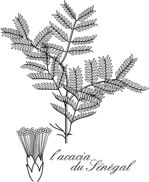 l'acacia du sénégal, dessin de valérie laszlo
